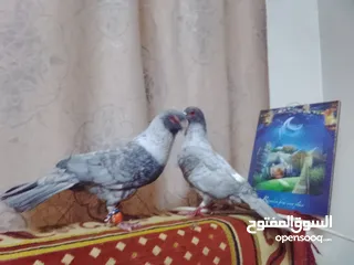  3 حمام جوز قراقطه بصلاة على النبي