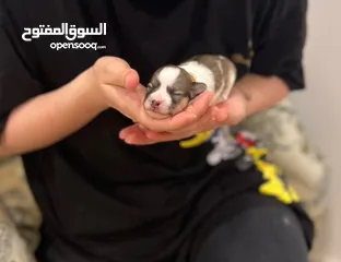  4 Maltese puppy 1.5 months old