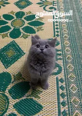  6 للبيع قطط "سكوتش فولد" (Scottish Fold).