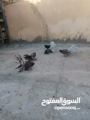  2 حمام عرايس الأمريكي