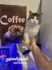  1 قط-قطة للتبني- قطط -حيوان اليف البحرين