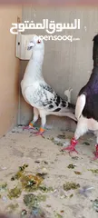  4 خمس فحول ضرب