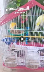  1 طيور كناري للبيع بياضات جديد مع القفص وكامل اغرض