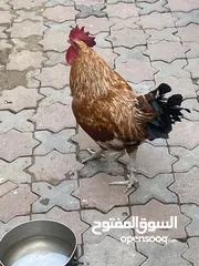  1 Rooster  For adoption