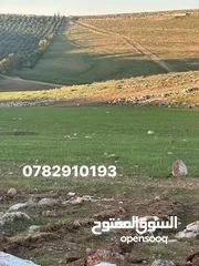  2 ثلاث دنم ونصف منطقة بلعما بسعر ممتاز