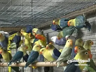  5 كوكتيل وحب وجنة و جولدن فينش وكنار وطفرات الفيشر باربلو وعندليب وكراون بلو ونابليون