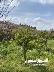  17 بيت ريفي مع مزرعة