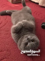  1 كلشي بلوصف