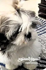  1 shih tzu puppy