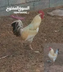  2 ثلاثه فراريج عربيه