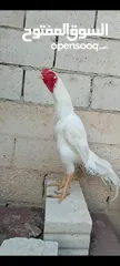  2 ديوك  الماني  ابيض