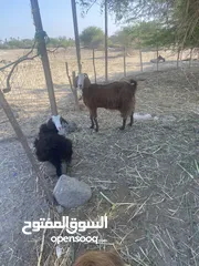  1 شاة تؤام تحت صخله اصيله