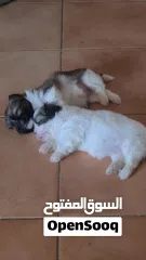  14 1 month old female puppies for sale