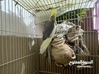  3 سلام عليكم كوكتيل تبزيري نثيه فحل نص لافه نظيفات شراي يجي خاص مو شراي لا تعبني