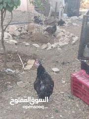  2 ديك سايكس بورسلان