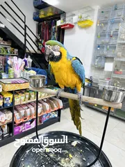  2 ببغاء مكاو ازرق اليف جدا ولعوب