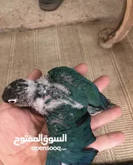  11 فراخ جرين شيك اليفات للزق اليدوي تركواز اناناس يلو سايد اقرأ التفاصيل