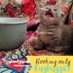  4 Munchkin kittens available by European breeder in Dubai