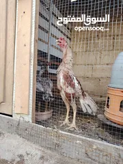  30 باكستاني، براهما، امهات لاحم فرخات عمر 3 شهور  صوص باكستاني حر  ديوك باكستاني خط أول و فرخات شغالة