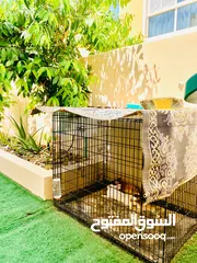  6 Rabbits looking for a new home, with Cage Big & Small with food