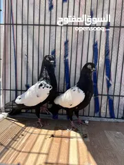  5 جوز مزهورات سود