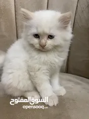  5 قطط راقية للبيع قابل للتفاوض – صحة، نظافة، ومرح  كتن  قطط سكوتش فولد مكي همالايا  العمر شهر ونص