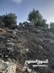  5 ارض زيتون للبيع في صوريف