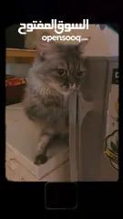  5 قطط للتبني مجانا - Free cats for adoption مجانا للتبني