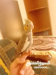  9 ببغاء كوكتيل اليف جدنننننن