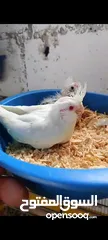  2 فرخين كوكتيل زق يدوي واحد البينو وواحد بايد
