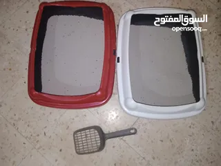  11 قطتين أنثى و ذكر