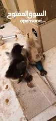  3 يووجد صيصان براهما بف جامبو  صيصان باكستاني من اهالي فخمات  صيصان حبش
