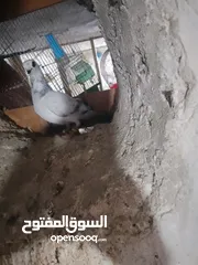  23 متاح جواز و حبات فلت موجودات طبربور سعرهن كويس