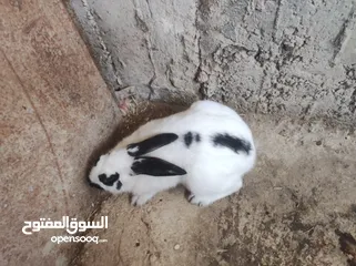  5 انثى شيرازي صلاة النبي عمرها 5 شهور ونص