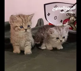  3 قطط  سكوتش فولد. سكوتش ستريت. برتش.