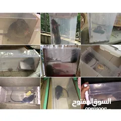  11 Live Catch Mouse Humane Safe Self Catching Rat Trap