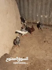  4 6فرخ نوريات بوز ويهوديات زرق ومزهوارات كتف