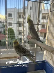  1 جوزين كوكتيل تحتهم بيض للبيع منهم جوز وايت فيس