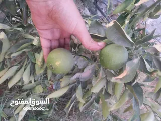  2 مزرعه 2 هكتار بمدينة الزاويه بسعر مناقس