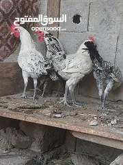  3 طيور البيع