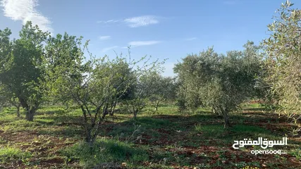 1 مزرعه للبيع مزروعه ومنتجه جاهزه  من المالك مباشره أراضي بني كنانه القصفه