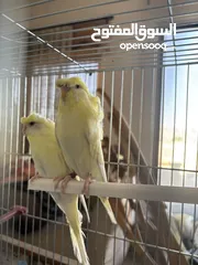  5 عصافير حب هوجو رومو