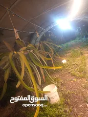  3 اشتال فاكهة التنين دراكن فروت . ...