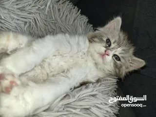  2 قطة شيرازي بيور للبيع بسعر نغرب