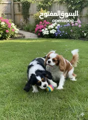  1 كلاب كينغ شارلز سبانيل