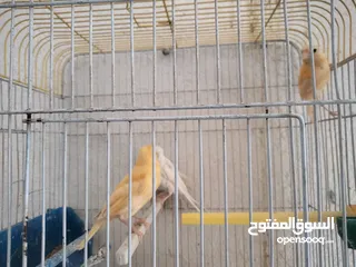  1 طيرة بيضاء و فرخين جزريات للبيع ب 20 دينار