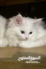  1 قطط شيرازي للبيع