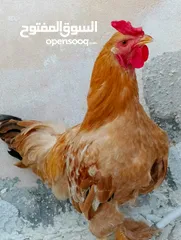  5 للبيع -ديوك (براهيمي )حجم كبير وفخم بسعر ولا بالخيال الواحد 20دينار والكوم 50 الحق حالك