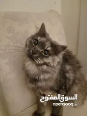  1 قطط للتبني persian cat for Adobtion