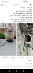  1 بلو بوينت هيمالايا